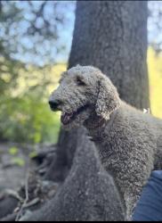 Reunited Female Dog last seen 528/Sierra Grande, Rio Rancho, NM 87144