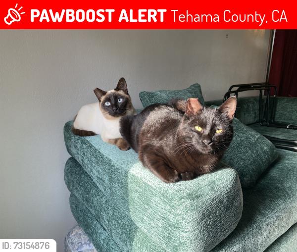 Lost Male Cat last seen Near Westgate Road, Tehama County, CA 96080