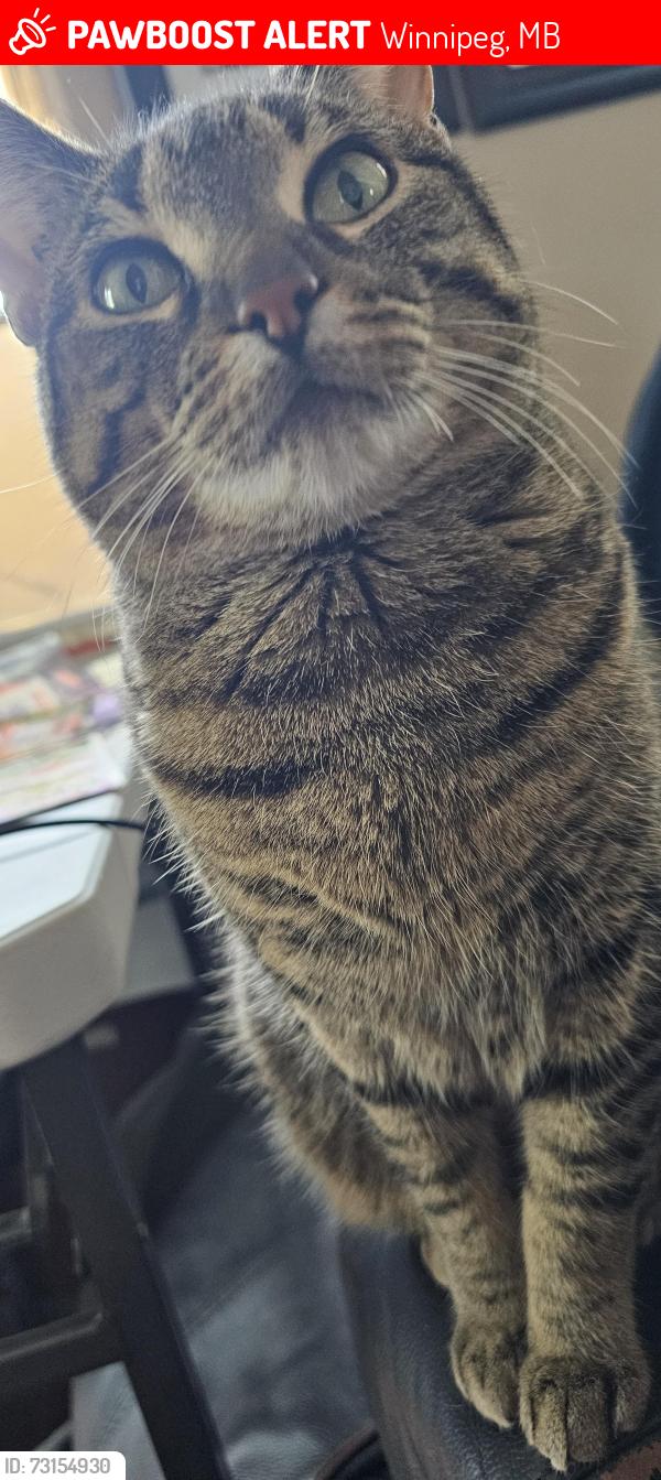 Lost Female Cat last seen Burrows, Inkster, Tallman, Winnipeg, MB 