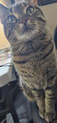 Lost Female Cat last seen Burrows, Inkster, Tallman, Winnipeg, MB 