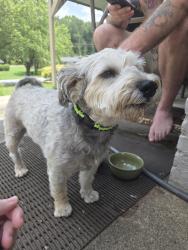 Found/Stray Male Dog last seen 1st Ave Place NW and 2nd Ave NW, Hickory, NC 28601