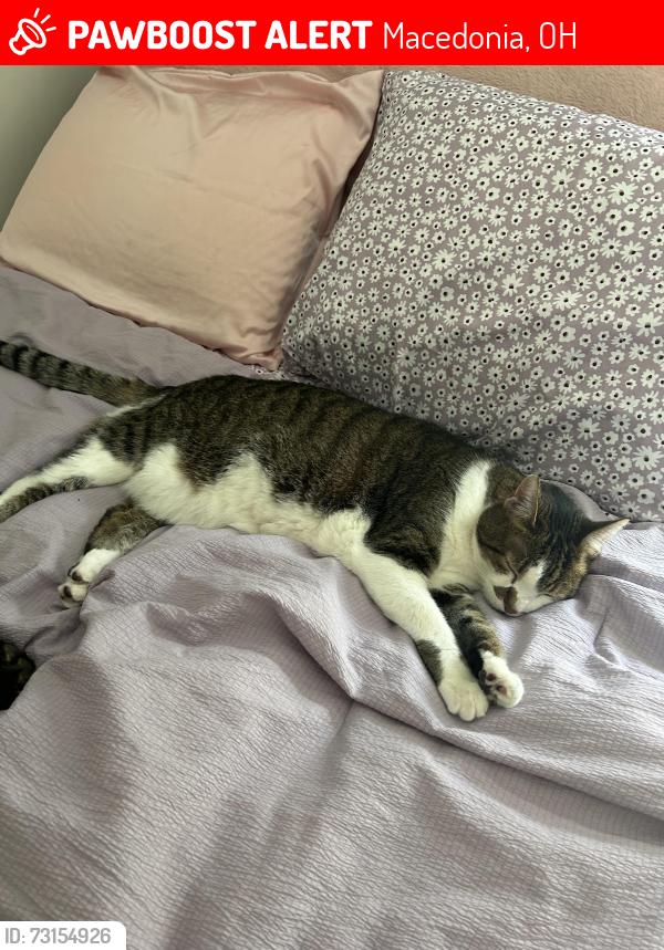 Lost Male Cat last seen Huntsford Farms townhouses, Macedonia, Macedonia, OH 44056