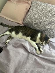 Lost Male Cat last seen Huntsford Farms townhouses, Macedonia, Macedonia, OH 44056