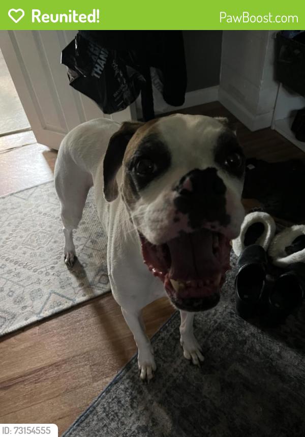 Reunited Male Dog last seen 16th Ave SW, 12th Ave SW, Federal Way, WA 98023