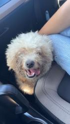 Found/Stray Male Dog last seen Waterman St SE and Atlanta St SE, Marietta, GA 30008