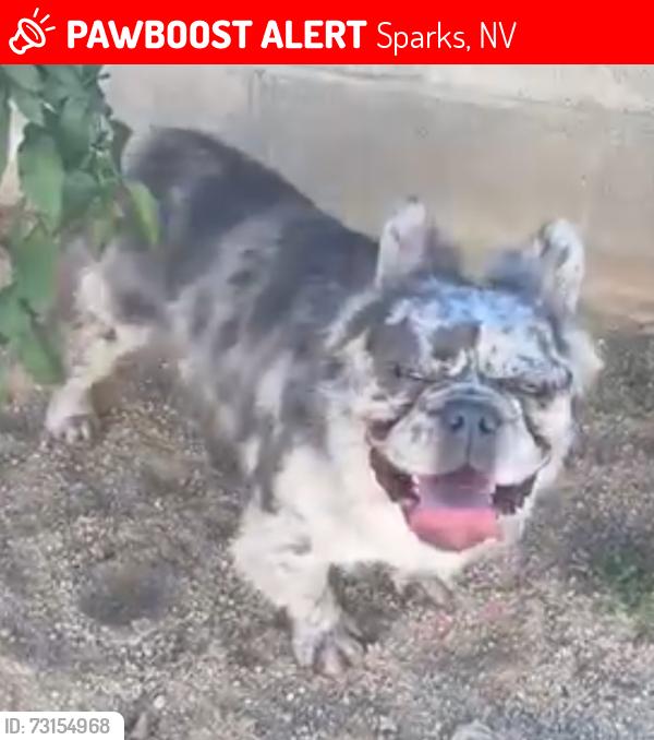 Lost Male Dog last seen Oddie, Sparks, NV 89431
