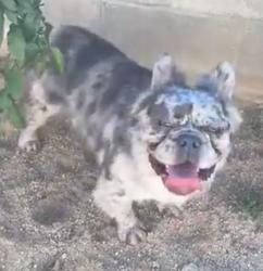 Lost Male Dog last seen Oddie, Sparks, NV 89431
