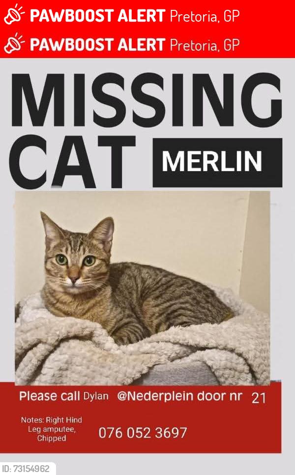 Lost Male Cat last seen Stonewall, Pretoria, GP 0081