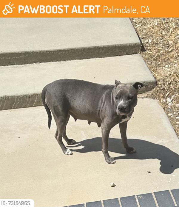 Found/Stray Female Dog last seen 47th Street East, Palmdale, CA 93552