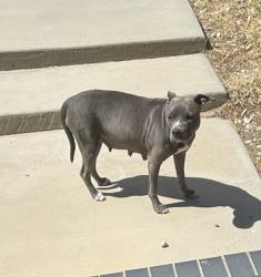 Found/Stray Female Dog last seen 47th Street East, Palmdale, CA 93552