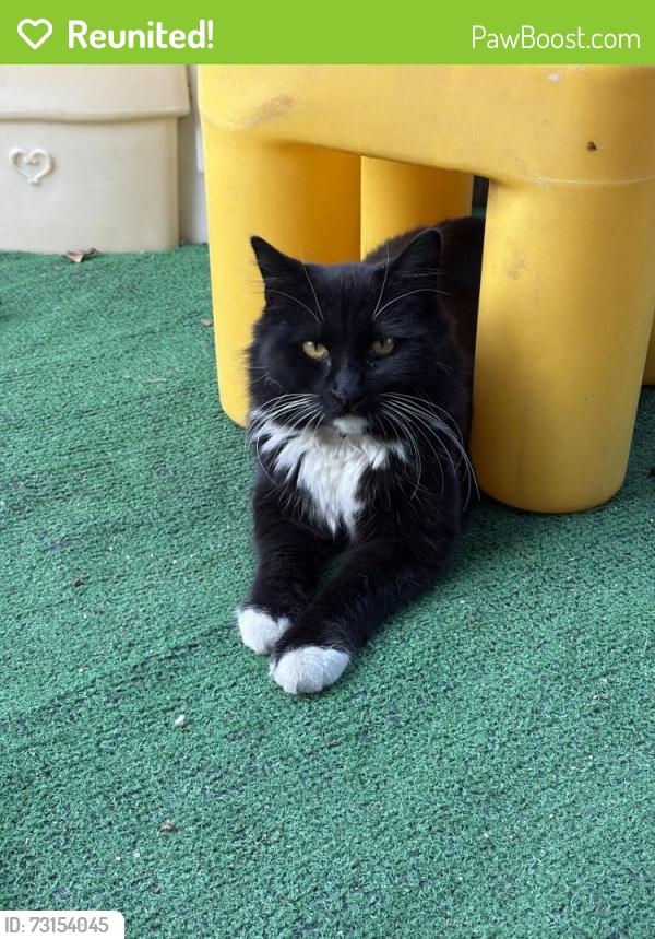 Reunited Female Cat last seen Dalewood St. & Baldwin Park Blvd by JP Auto Parts, Baldwin Park, CA 91706