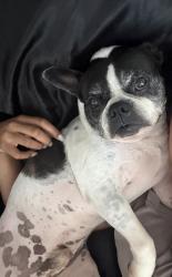 Reunited Male Dog last seen Fairfax, Los Angeles, CA 90019