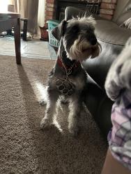 Lost Male Dog last seen 17th street, Palmdale, CA 93550