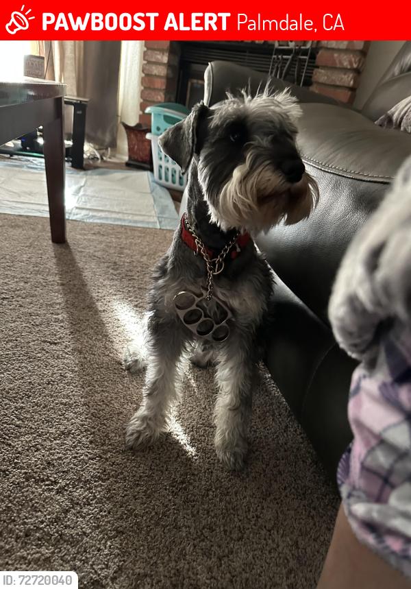 Lost Male Dog last seen 17th street, Palmdale, CA 93550