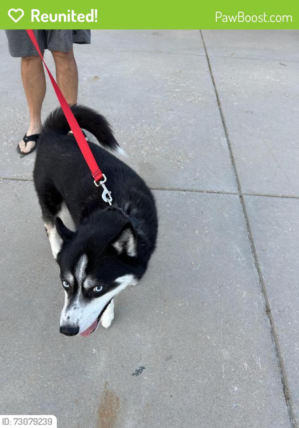 Reunited Male Dog last seen Meadowlark, Windsor, CO 80550