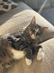 Lost Male Cat last seen Highlands park, Westerville, OH 43081