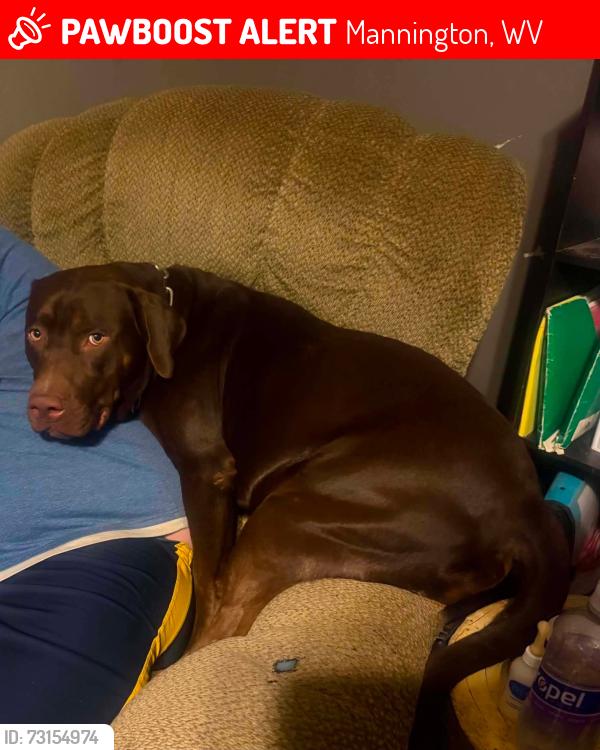 Lost Male Dog last seen High Street Bridge Mannington WV, Mannington, WV 26582