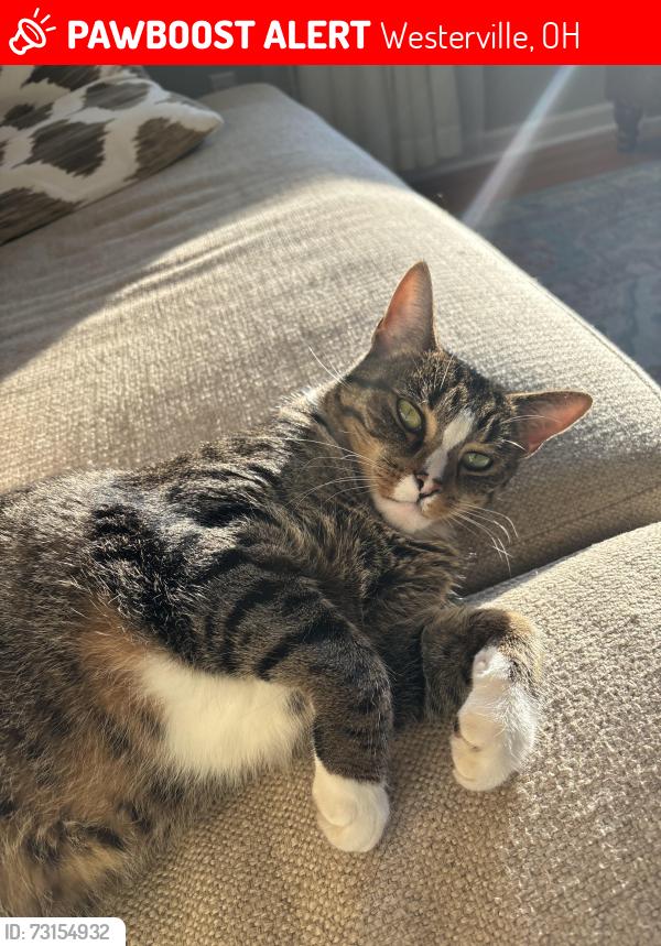 Lost Male Cat last seen Highlands park, Westerville, OH 43081