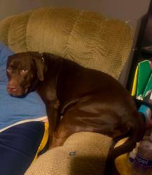 Lost Male Dog last seen High Street Bridge Mannington WV, Mannington, WV 26582