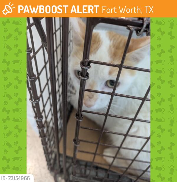 Found/Stray Male Cat last seen Near St Louis Ave, Fort Worth, TX 76110, Fort Worth, TX 76110