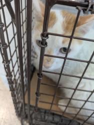 Found/Stray Male Cat last seen Near St Louis Ave, Fort Worth, TX 76110, Fort Worth, TX 76110