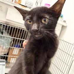 Shelter Stray Male Cat last seen , 3100 Deats Rd, Dickinson, TX 77539, USA