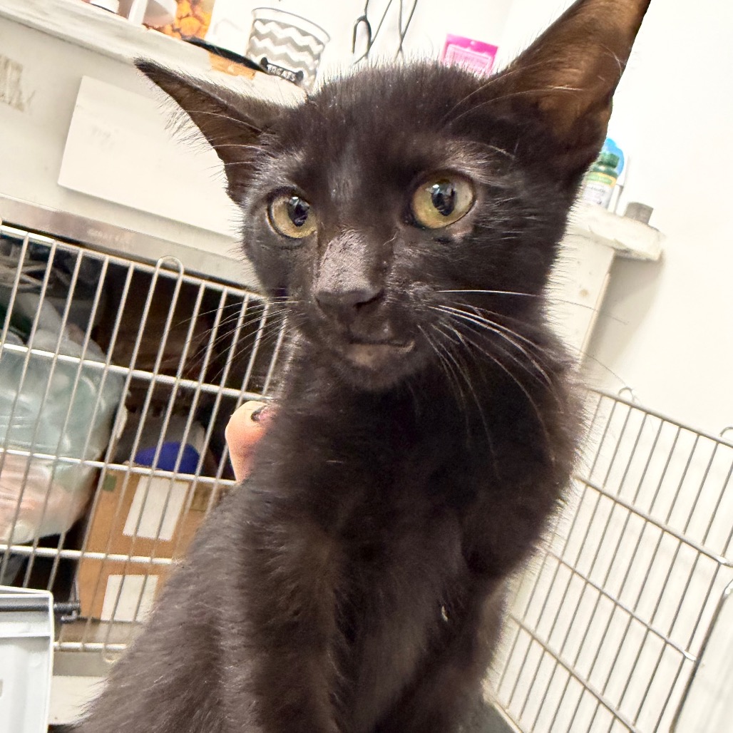 Shelter Stray Male Cat last seen , 3100 Deats Rd, Dickinson, TX 77539, USA