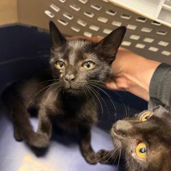 Shelter Stray Male Cat last seen , 3100 Deats Rd, Dickinson, TX 77539, USA