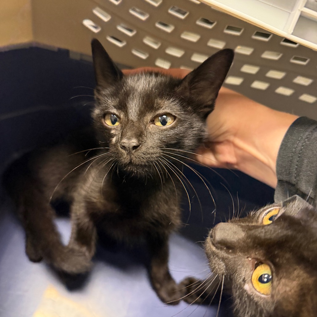 Shelter Stray Male Cat last seen , 3100 Deats Rd, Dickinson, TX 77539, USA
