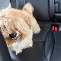 Shelter Stray Unknown Dog last seen , 980 Guilford College Rd, Greensboro, NC 27409, USA