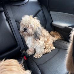 Shelter Stray Unknown Dog last seen , 980 Guilford College Rd, Greensboro, NC 27409, USA