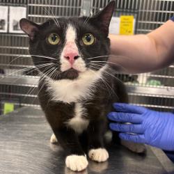 Shelter Stray Male Cat last seen , 980 Guilford College Rd, Greensboro, NC 27409, USA