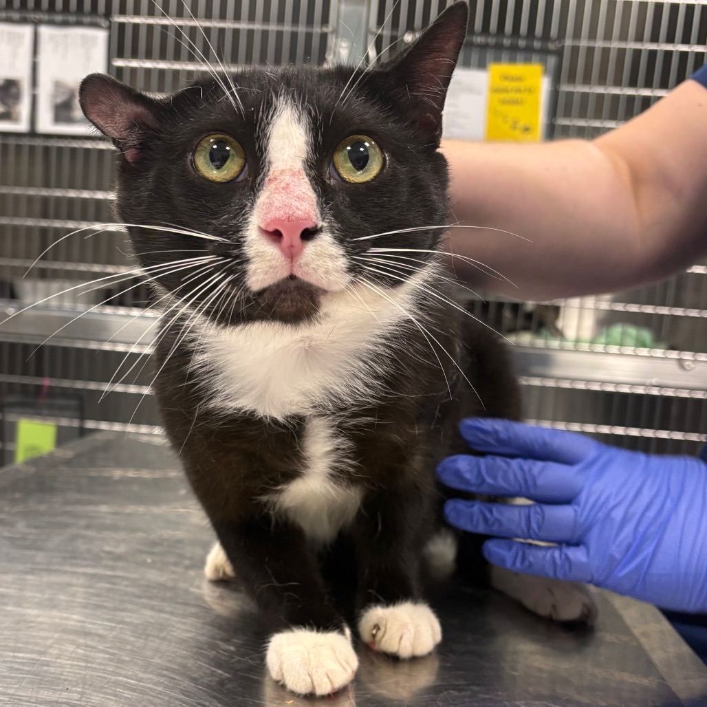 Shelter Stray Male Cat last seen , 980 Guilford College Rd, Greensboro, NC 27409, USA