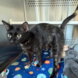 Shelter Stray Female Cat last seen , 3428 S Jenkins Ave, Norman, OK 73072, USA