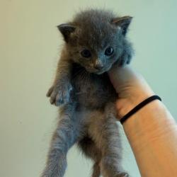 Shelter Stray Female Cat last seen , 3428 S Jenkins Ave, Norman, OK 73072, USA