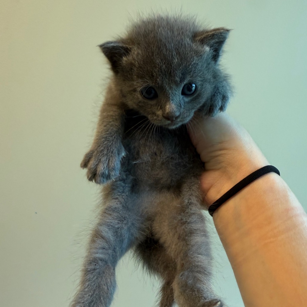 Shelter Stray Female Cat last seen , 3428 S Jenkins Ave, Norman, OK 73072, USA