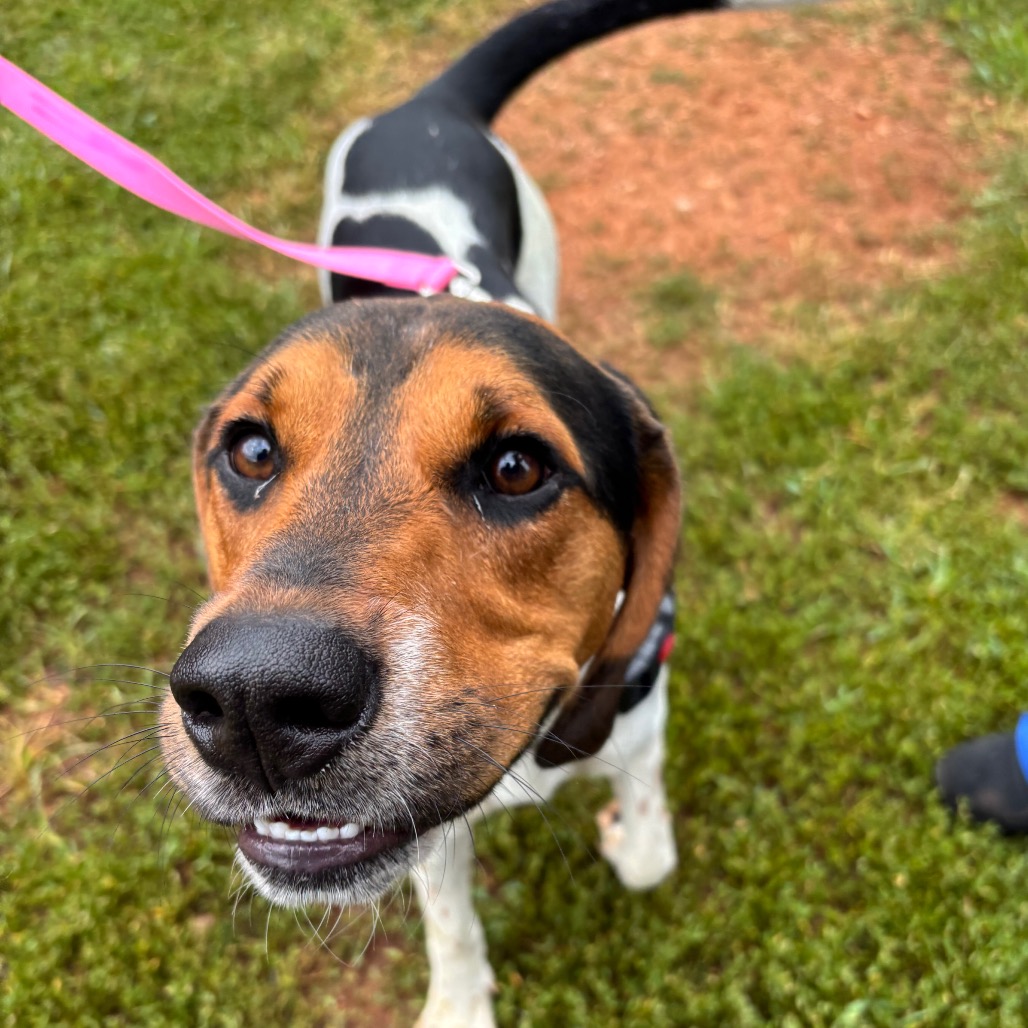 Shelter Stray Male Dog last seen , 328 Furman Hall Rd, Greenville, SC 29609, USA