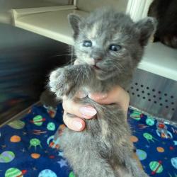 Shelter Stray Female Cat last seen , 3428 S Jenkins Ave, Norman, OK 73072, USA