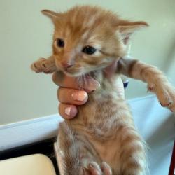 Shelter Stray Male Cat last seen , 3428 S Jenkins Ave, Norman, OK 73072, USA