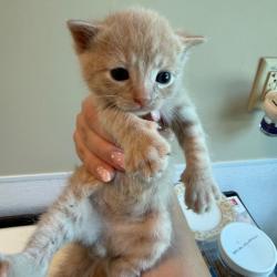 Shelter Stray Male Cat last seen , 3428 S Jenkins Ave, Norman, OK 73072, USA