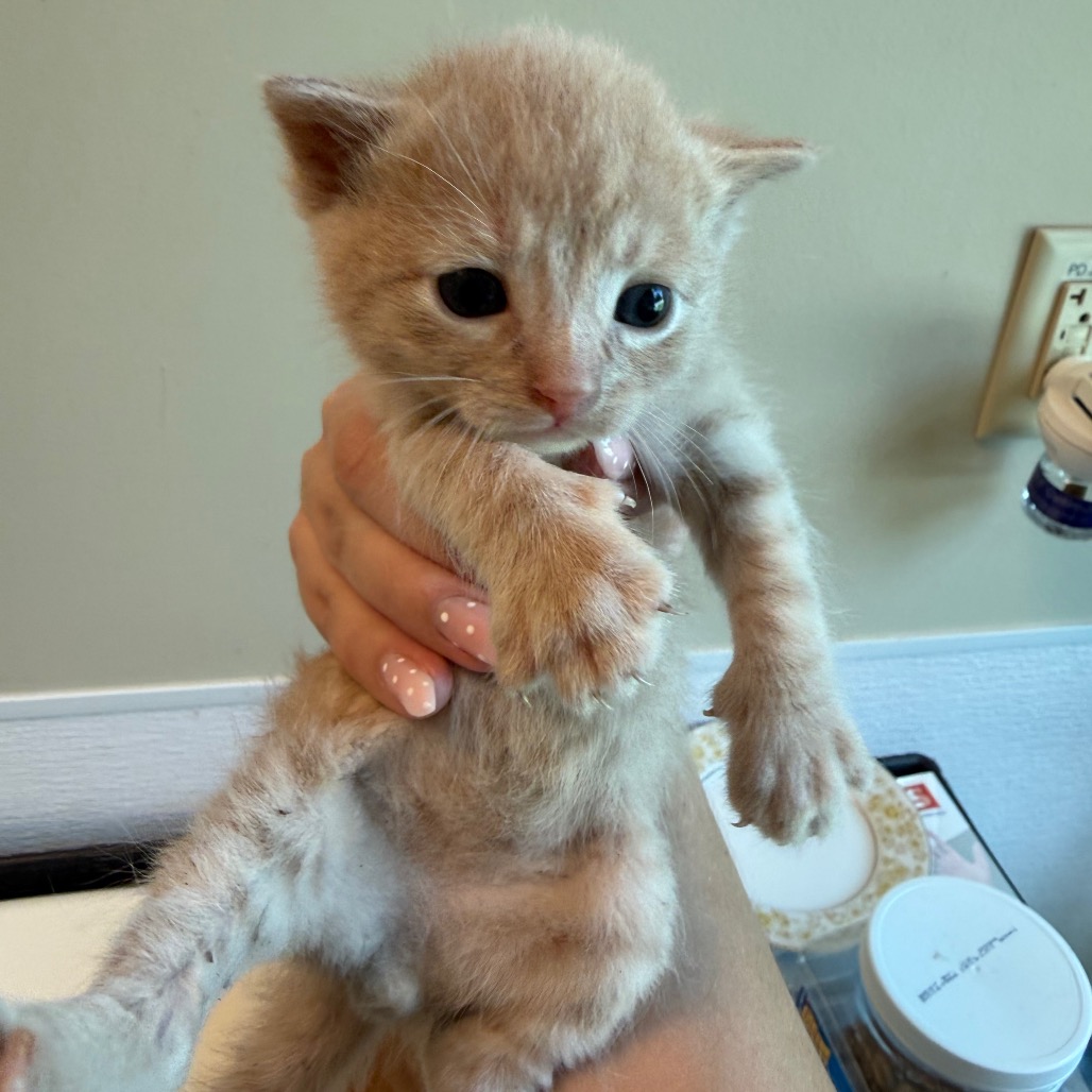 Shelter Stray Male Cat last seen , 3428 S Jenkins Ave, Norman, OK 73072, USA