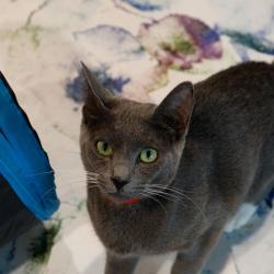 Shelter Stray Female Cat last seen , 3607 N Armenia Ave, Tampa, FL 33607, USA