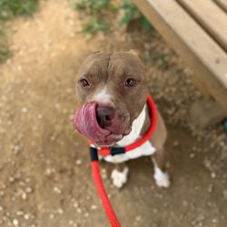 Shelter Stray Female Dog last seen , Animal Care & Control Team of Philly, 111 W Hunting Park Ave, Philadelphia, PA 19140, USA