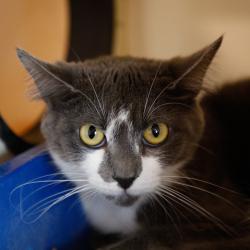 Shelter Stray Female Cat last seen , 3607 N Armenia Ave, Tampa, FL 33607, USA