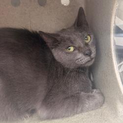 Shelter Stray Female Cat last seen , Animal Care & Control Team of Philly, 111 W Hunting Park Ave, Philadelphia, PA 19140, USA