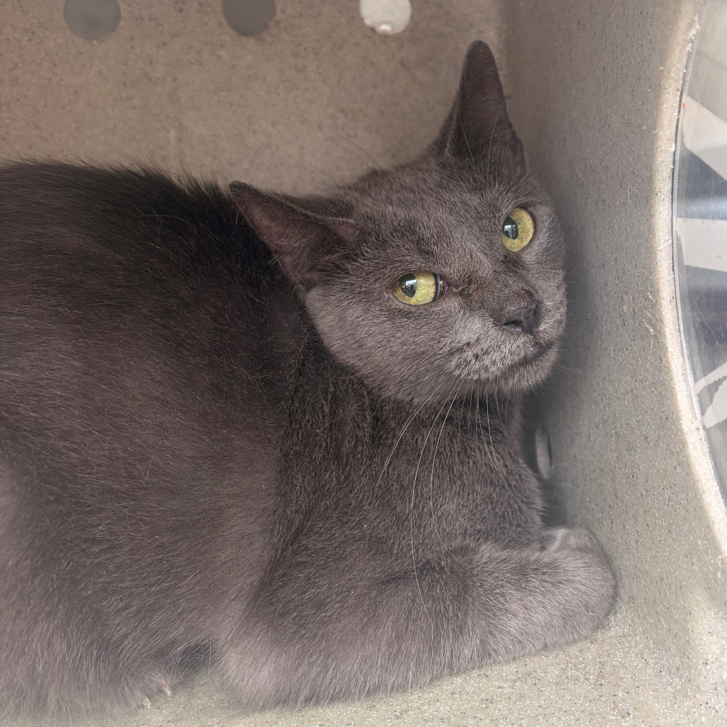 Shelter Stray Female Cat last seen , Animal Care & Control Team of Philly, 111 W Hunting Park Ave, Philadelphia, PA 19140, USA