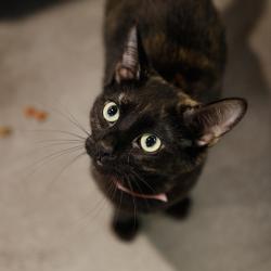 Shelter Stray Female Cat last seen , 3607 N Armenia Ave, Tampa, FL 33607, USA