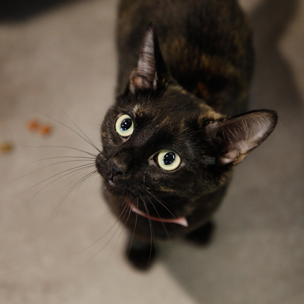 Shelter Stray Female Cat last seen , 3607 N Armenia Ave, Tampa, FL 33607, USA