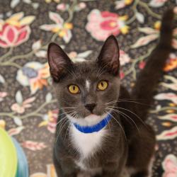 Shelter Stray Male Cat last seen , 3607 N Armenia Ave, Tampa, FL 33607, USA