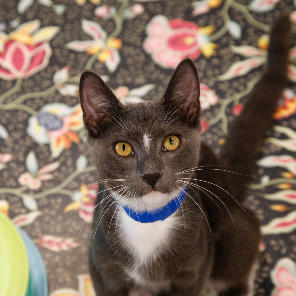 Shelter Stray Male Cat last seen , 3607 N Armenia Ave, Tampa, FL 33607, USA
